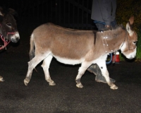 Live Nativity 2021